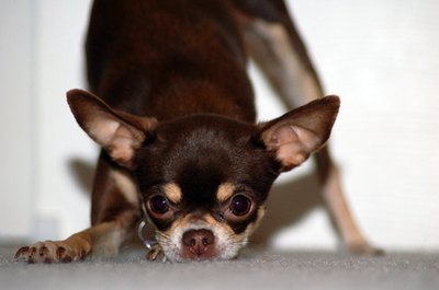 Chihuahua image by PhiMcree from Fotolia.com Chihuahuas live to 15 years or older, and most have minimal health issues.