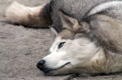 husky dog image by Grzegorz Grzeszkowiak from Fotolia.com Siberian huskies are perhaps the most calorically efficient canines.