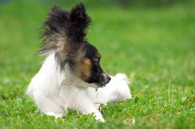 papillon image by muro from Fotolia.com Papillons can move fast for their size, so accidents are bound to happen.