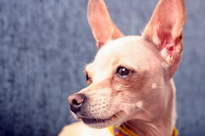 How to Care for a Mini Pinscher - Pets