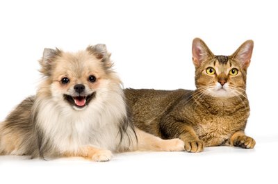 The spitz-dog and cat on a neutral background image by Ulf from Fotolia.com Dogs and cats can learn to be friends.