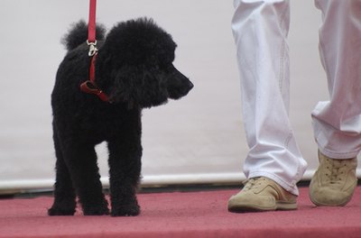 dog image by apeschi from Fotolia.com No more puppies for me.