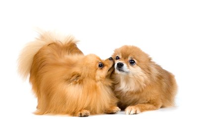 Two spitz-dogs in studio on a neutral background image by Ulf from Fotolia.com Keep your Pommie looking his best with regular baths and grooming.