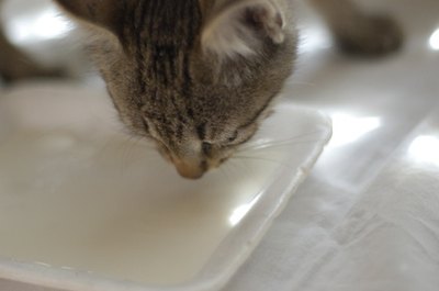 liking milk image by aprilira from Fotolia.com Cats love milk, but many lack the enzyme to digest it properly.