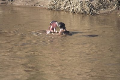 hippos in muddy river image by Derek Gower from Fotolia.com Wiping a dog's paws before he enters the house can save a lot of cleaning.