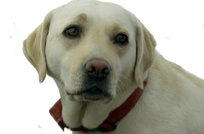 Labrador image by Otto Durst from Fotolia.com The Labrador is considered one of the most capable breeds to alert diabetics when insulin levels drop.