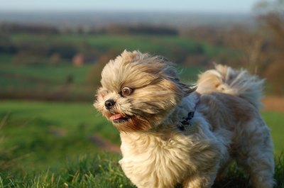 wild eyed shitzu dog image by Jeff Dalton from Fotolia.com Wild and crazy puppers need to take a chill pill.