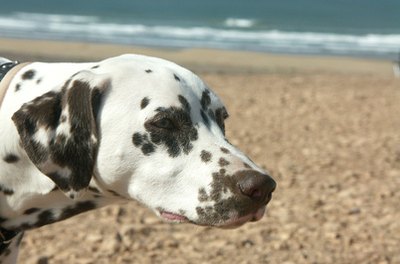 tête de dalmatien image by MONIQUE POUZET from Fotolia.com The gene that produces blue eyes in a dalmatian also causes deafness.