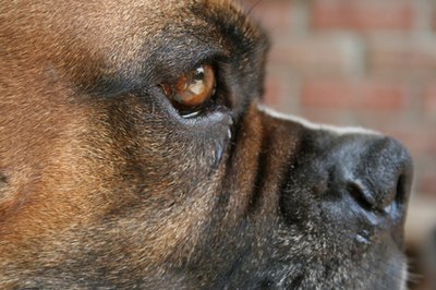 boxer dog image by Eva Bell from Fotolia.com The boxer's calm demeanor makes it a popuar companion dog.