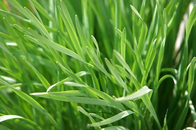 green grass image by Litle from Fotolia.com Lemongrass is a fairly safe treat for cats and has catnip-like effects.
