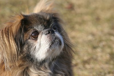 Information On A Chihuahua Pekingese Mix Pets