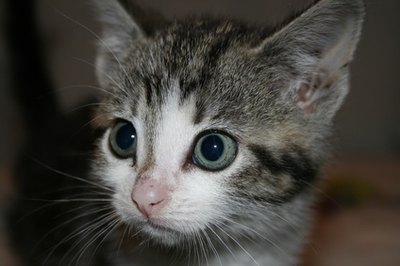 Kitten's eyes image by Jonathanmp from Fotolia.com Mother cats often pass roundworms to their kittens through their milk.