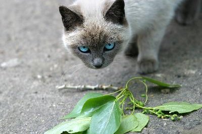strict sight image by Friday from Fotolia.com Many plants have scents cats hate.