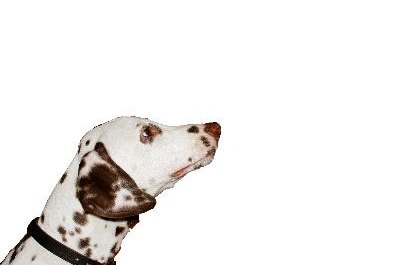 Dalmatian dog image by LiveMan from Fotolia.com No other dog breed has the same type of spotting as a dalmatian.