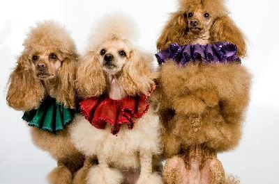 Three Friends image by Fotoskat from Fotolia.com A poodle's fur is similar to a human's hair.
