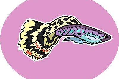 Fish image by Alhazm Salemi from Fotolia.com The male betta is much more colorful than the female.