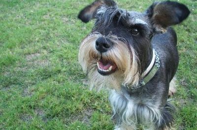 SCHNAUZER image by Enrique Soriano from Fotolia.com A gentle wind or fan helps dry your schnauzer's ears after a bath.
