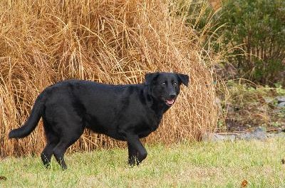 Black labrador image by bruce from Fotolia.com Grass seeds and bits of straw show up clearly against a black coat.