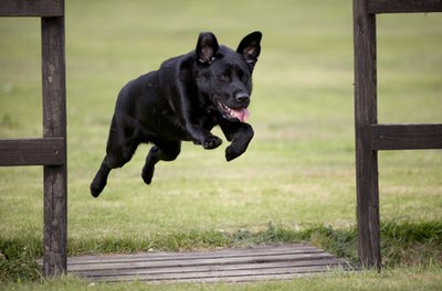 Black Dog Jumping image by Bestside from Fotolia.com Dogs are avid jumpers, but fencing keeps them safe.