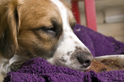 closeup of dog sleeping image by itay uri from Fotolia.com Buster chewed his bed up because you didn't take him for a walk.