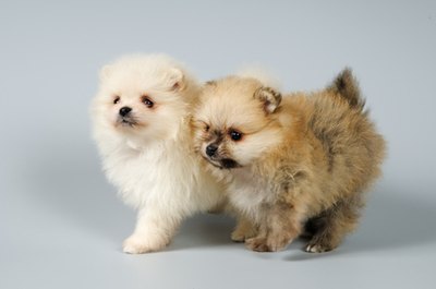 Two puppies of the spitz-dog in studio image by Ulf from Fotolia.com Start cleaning your Pomeranian's eyes when he's a young puppy.