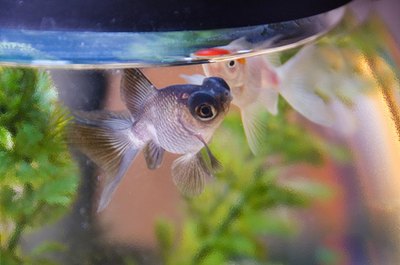 aquarium fish image by Daria Miroshnikova from Fotolia.com Though his eyes are large, the telescope eye goldfish has limited vision.