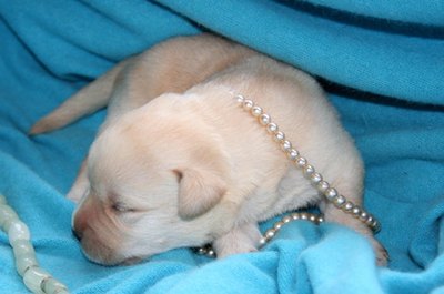 Labrador retriever litter image by crazy.nataly from Fotolia.com Your Labrador puppy will feel safer in a crate or cage.