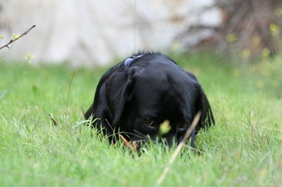 Black Labrador Retriever image by crazy.nataly from Fotolia.com A Lab would be lost without the use of his ears.