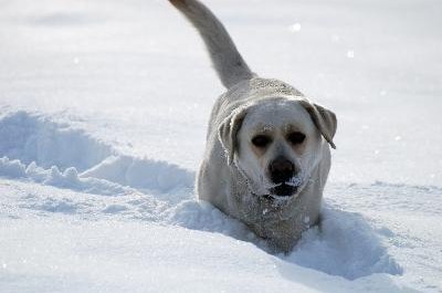 Labrador retriever in snow image by Wojciech Gajda from Fotolia.com He'll follow you just about anywhere.
