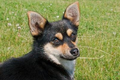 Small Dog 12 image by Valeriy Kirsanov from Fotolia.com Rinsing your dog's ears is part of routine ear care.