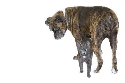 The cat is ready to protect a dog image by Inga Markova from Fotolia.com Are your pets safer with microchip implants or GPS collars?