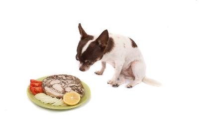chihuahua and dinner image by jonnysek from Fotolia.com Feed your Chihuahua a balanced diet -- but one that is formulated for her.