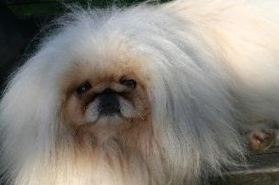 pekingese image by leslie sanders from Fotolia.com Like most purebreds, Pekingese have their fair share of hereditary difficulties.