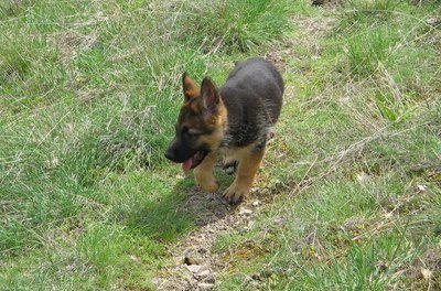 dog image by Dragomir Uzunov from Fotolia.com Dogs scratch their own scent into the grass after defecating.