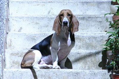 chien de garde image by Eric MATVEEFF from Fotolia.com Originally bred as a hunting dog, the basset hound is a gentle yet energetic family pet.