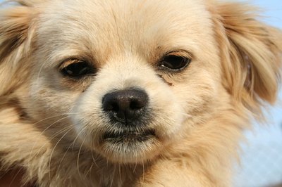 dog image by Bobi from Fotolia.com Urine odor communicates many meanings to other dogs.