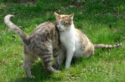 cats image by Maksym Dyachenko from Fotolia.com Many cat tail movements are voluntary. Others aren't.