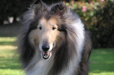 rough collie dog portrait image by Janet Wall from Fotolia.com Many breeds with long coats, such as this collie, can benefit from line brushing.