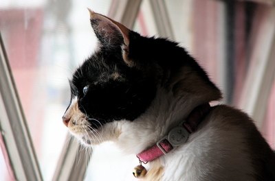 curious cat image by Janet Wall from Fotolia.com Indoor cats live 10 times longer on the average than outdoor cats, according to Dr. Steven Fairchild.