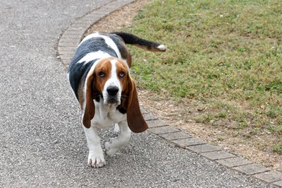 basset hound image by Christophe Fouquin from Fotolia.com The basset's exceptionally short legs are susceptible to joint and bone issues.