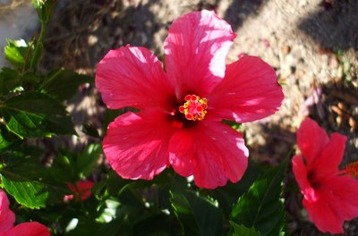 are hibiscus flowers bad for dogs