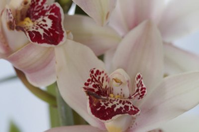 are cymbidium orchids bad for dogs