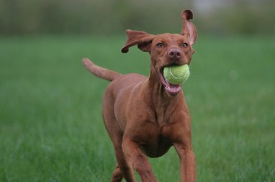 humorous dog running with toy image by Paul Retherford from Fotolia.com The right worm medicine keeps your dog free of parasites all her life.