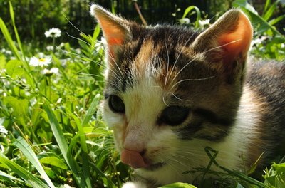 cat image by Giovanni Aquaro from Fotolia.com Cats show their affection with their tongues.