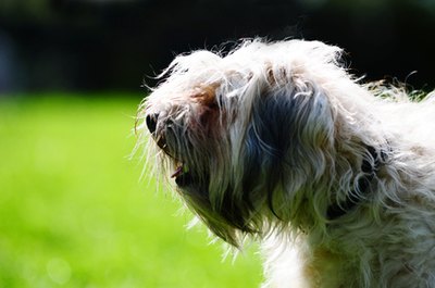 Lhasa Apso image by Vintsik from Fotolia.com Keep your Lhasa well-groomed to catch skin disorders early.