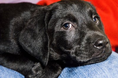 black labrador, tired puppy image by Scott Slattery from Fotolia.com I guess I'm your new best friend.