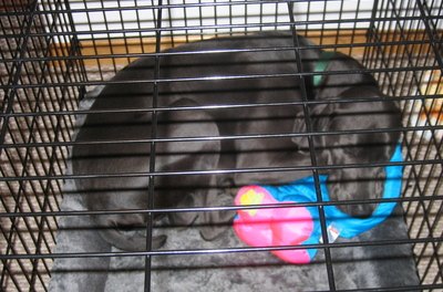 dog sleeping in metal kennel image by Paul Retherford from Fotolia.com Kennels create a secure place for your dog.
