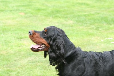 gordon setter in garden image by Doug Stacey from Fotolia.com Supplementing your dog's diet with essential fatty acids and coconut oil improves coat condition.