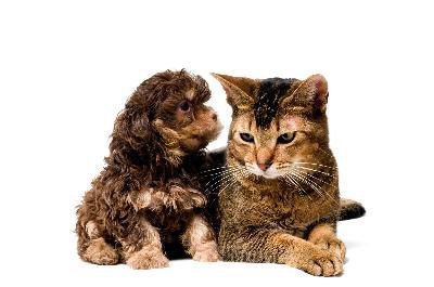 Cat and lapdog in studio image by Ulf from Fotolia.com Don't worry, your dog won't catch the feline coronavirus from your cat.