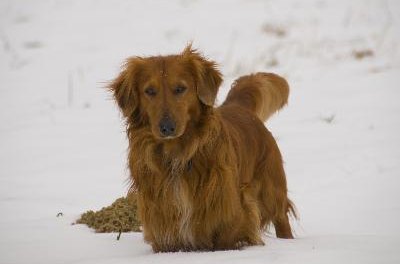 dachshund image by Zbigniew Nowak from Fotolia.com Dachshunds may experience seizures due to back injury or misalignment.